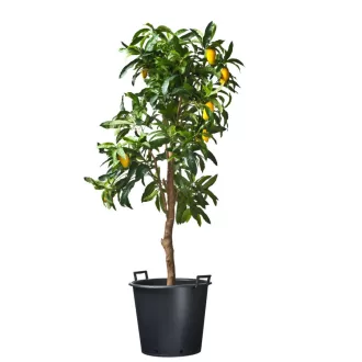 Ritzi konténer fekete 50 l/fogantyúval 50 x 40 cm