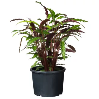 Ritzi konténer 25l h29xo39cm – Palántázás