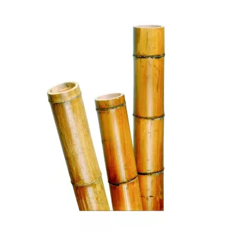 Bambusz növénytámasz d 75-85mm, 270 cm – Növénytámaszok