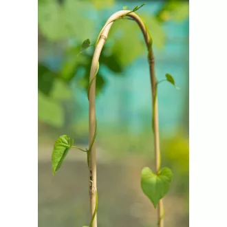 Bambusznád hajlított natúr H90cm O10-12mm szett 3 db-os – Növényfuttató