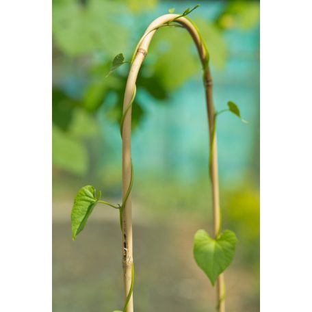 Bambusznád hajlított natúr H90cm O10-12mm szett  3 db-os