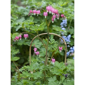 Bambusznád hajlított natúr H150cm O14-16mm szett 3 db-os – Növényfuttató
