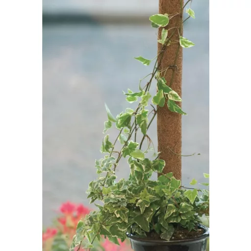 Kókuszkaró d38mm 60 cm