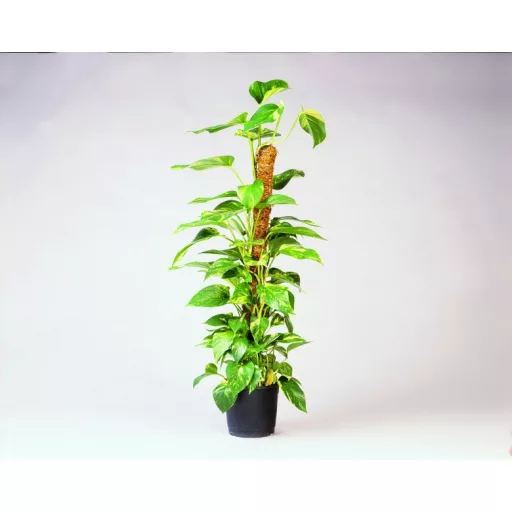 Kókuszkaró d 60mm, 90 cm – Növényfuttató