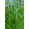 paradicsom-futtato-galvanizalt-1-5m