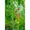 paletta-paradicsom-futtato-galvanizalt-1