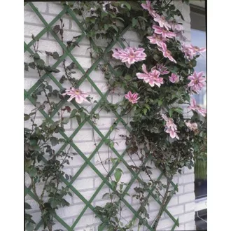 Színezett fa futtatórács zöld 50 x 150 cm – Növényfuttató