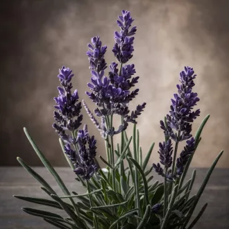 redei-levendula-vetomag-1g