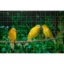 Drótkerítés 13x13 mm galvanizált,1mx5m – Drótháló, drótkerítés