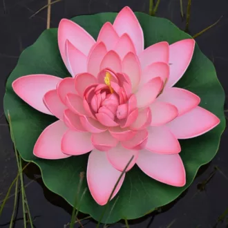 Tavirózsa pink 28cm – Tavirózsák