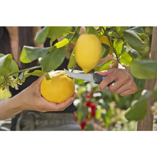 Szüretelő kés Promóció