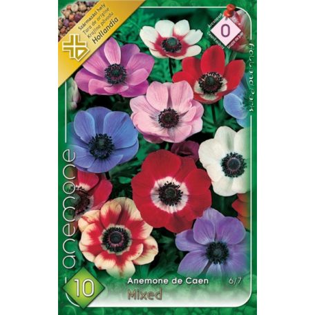 Anemone de Caen mix / Koronás szellőrózsa színkeverék 10 db virághagyma