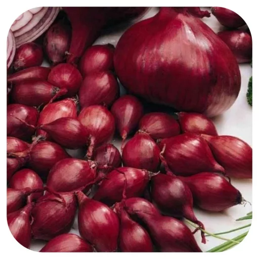 Piroska Red lilahagyma dughagyma cca. 200 g / csomag (LA)