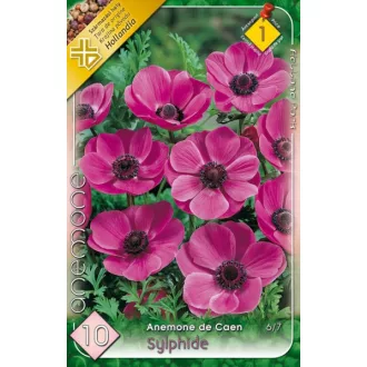   Anemone de Caen Sylphide / Koronás szellőrózsa liláskék - 10 db/ csomag  (LA)