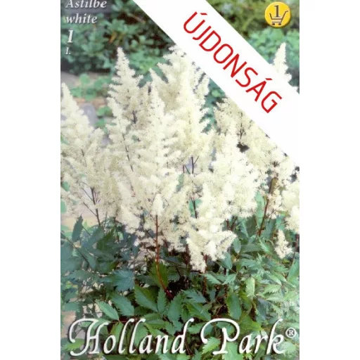 Astilbe white / Gyöngyvessző fehér 1 db virághagyma (LA)