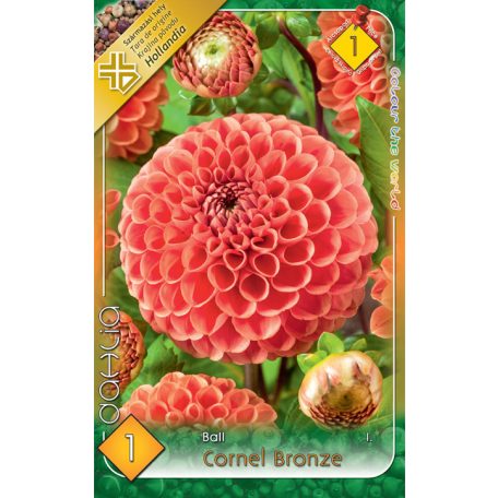 Dahlia Ball Cornel Bronze / Dália 1db virághagyma (LA)