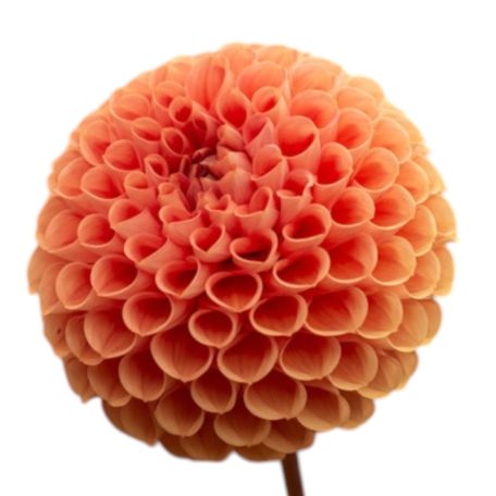 Dahlia Ball Cornel Bronze / Dália 1db virághagyma (LA)