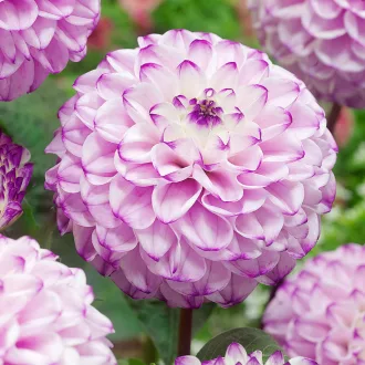 Dahlia Ball Genova gömbdália