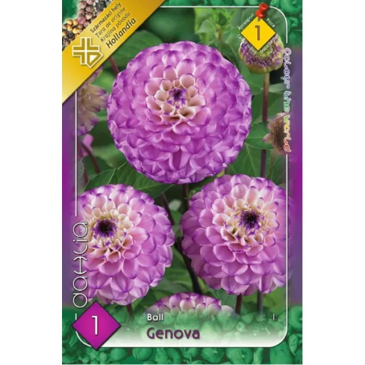 Dahlia Ball Genova gömbdália