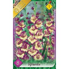 Gladiolus Dynamite / Kardvirág 8 db virághagyma