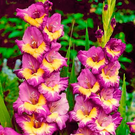 Gladiolus Dynamite / Kardvirág 8 db virághagyma (LA)