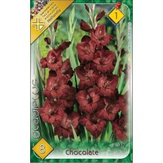   Gladiolus Chocolate / Kardvirág 8 db Gladiolus Chocolate / Kardvirág 8 db
