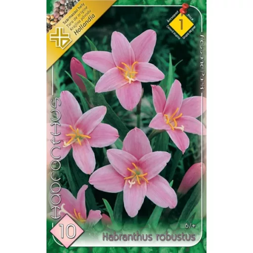 Habranthus robustus rózsaszín tölcséres virág