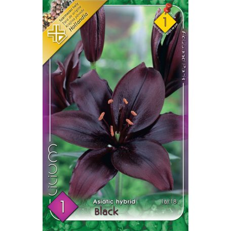 Lilium Asiatic Black / Liliom 1 db virághagyma