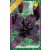 Lilium Asiatic Black / Liliom 1 db virághagyma