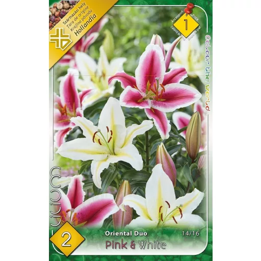 Lilium Oriental Pink & White liliom válogatás
