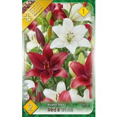   Lilium duo Asiatic Red&White / Ázsiai liliom duo 2 db virághagyma (LA)