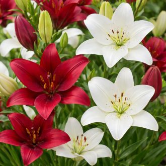 Lilium ázsiai liliom duo piros és fehér