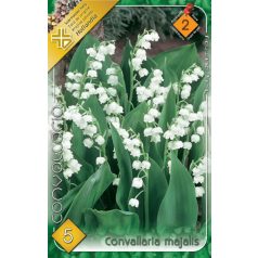 Convallaria majalis / Gyöngyvirág 5 db virághagyma (LA)