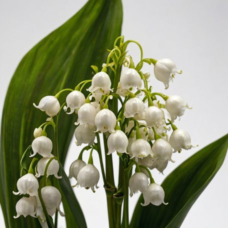 Convallaria majalis / Gyöngyvirág 5 db virághagyma (LA)