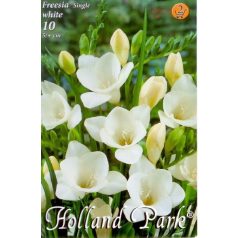   Freesia Single White / Frézia egyszerű virágú fehér 10 db virághagyma (LA)