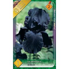 Iris Germanica Black / Nősziromfekete 1 db virághagyma