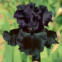   Iris Germanica Black / Nősziromfekete 1 db virághagyma (LA)