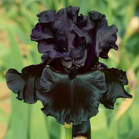 Iris Germanica Black / Nősziromfekete 1 db virághagyma (LA)