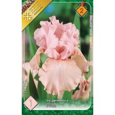   Iris Germanica Pink / Nőszirom rózsaszín 1 db virághagyma