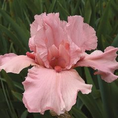   Iris Germanica Pink / Nőszirom rózsaszín 1 db virághagyma (LA)