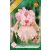 Iris Germanica Pink / Nőszirom rózsaszín 1 db virághagyma