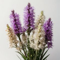   Liatris mixed / Díszcsorba színkeverék 10 db virághagyma (LA)