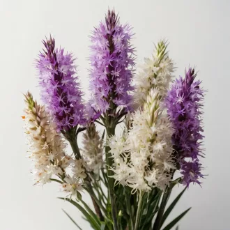 Liatris mixed lila és fehér díszcsorba
