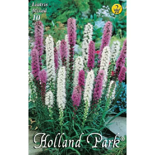 Liatris mixed lila és fehér díszcsorba