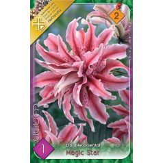 Lilium Magic Star / Liliom teltvirágú 1 db virághagyma