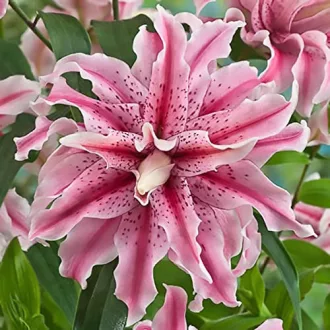 Lilium Magic Star telt rózsaszín pettyes liliom