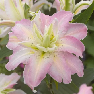 Lilium Soft Music telt rózsaszín liliom virág