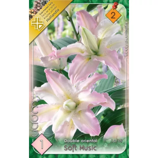 Lilium Soft Music telt rózsaszín liliom virág