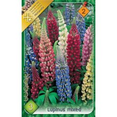 Lupinus mixed / Csillagfürt színkeverék 3 db virághagyma
