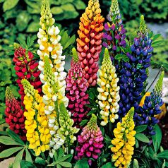   Lupinus mixed / Csillagfürt színkeverék 3 db virághagyma (LA)